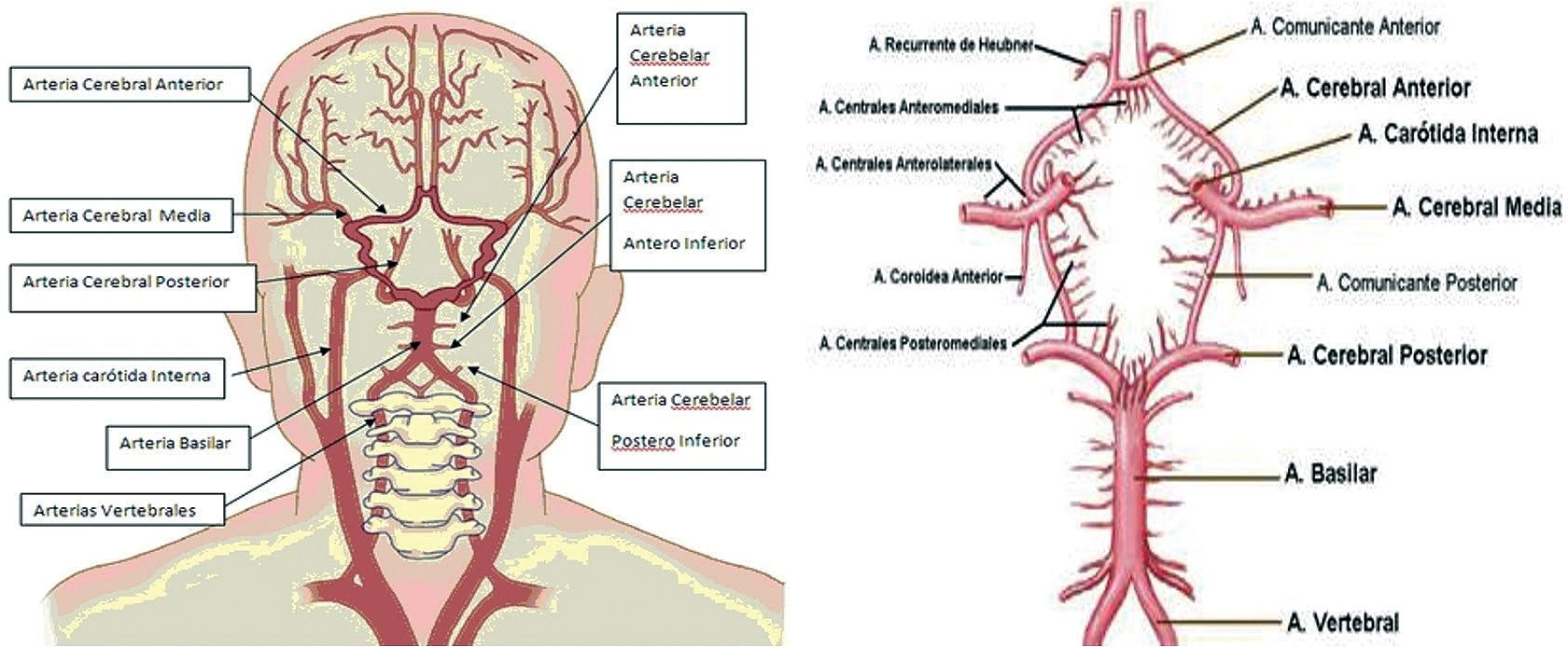 actividad cerebral y mediciones fisiológicas