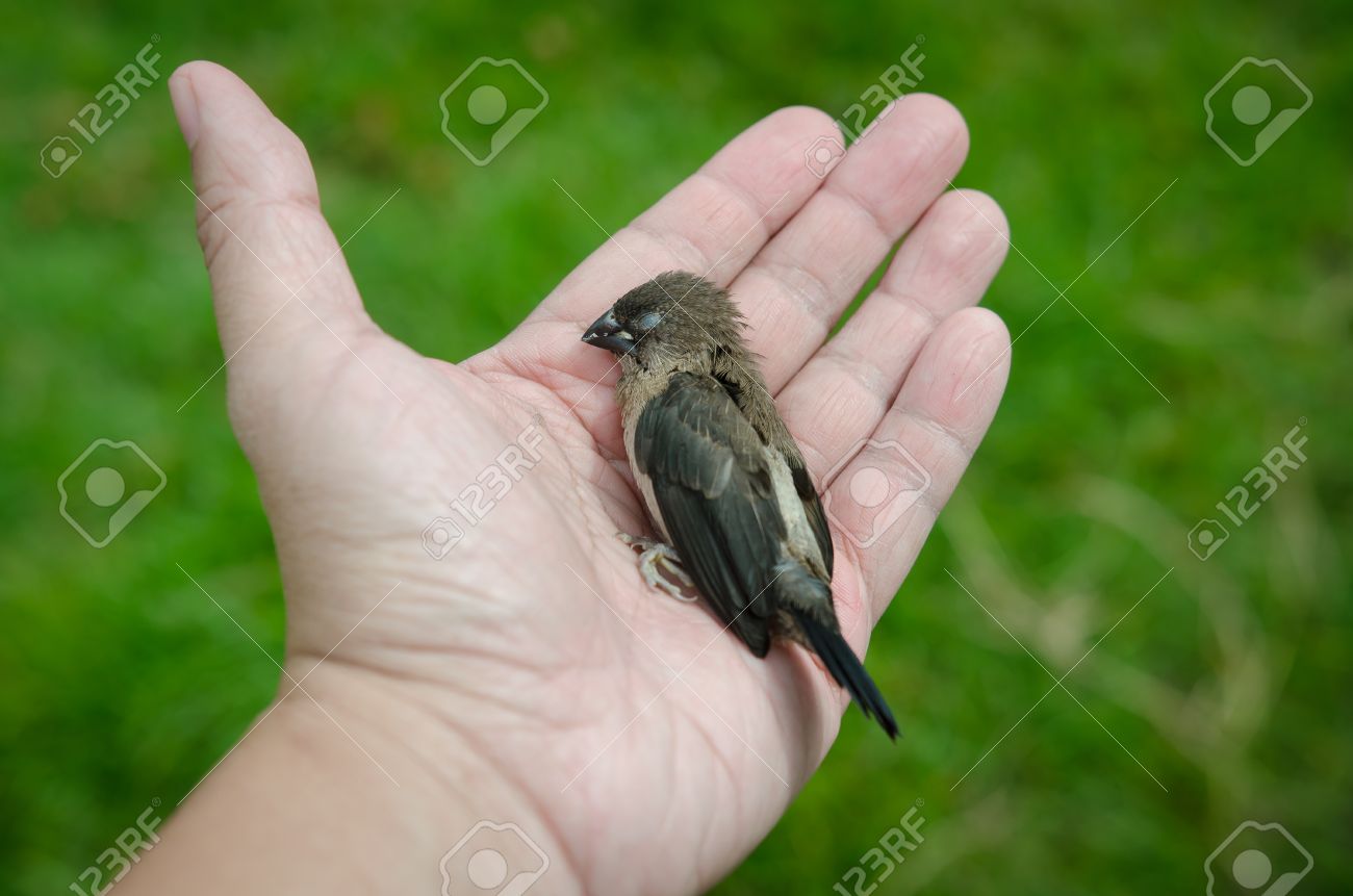 Pájaro en la mano