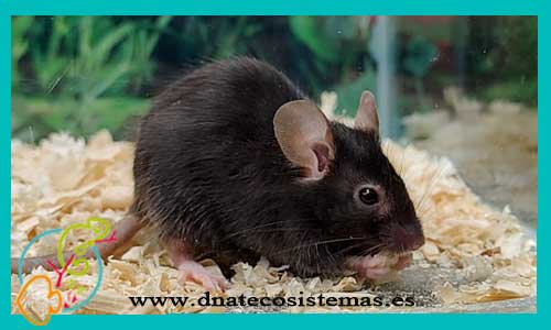 Ratón negro en su hábitat