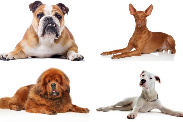 Perros de diferentes razas