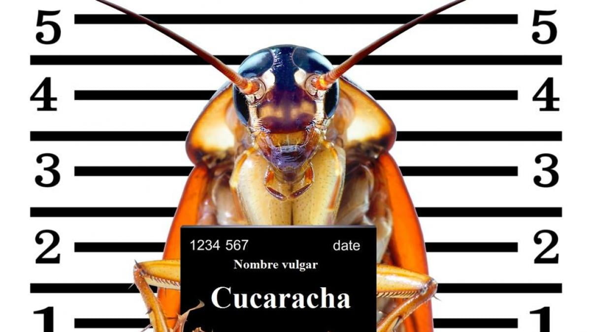 Cucarachas invasoras y abrumantes