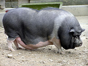 Cerdo grande y gordo