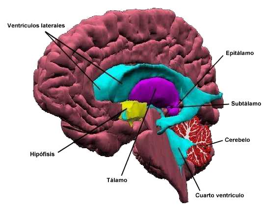 corte lateral cerebro1