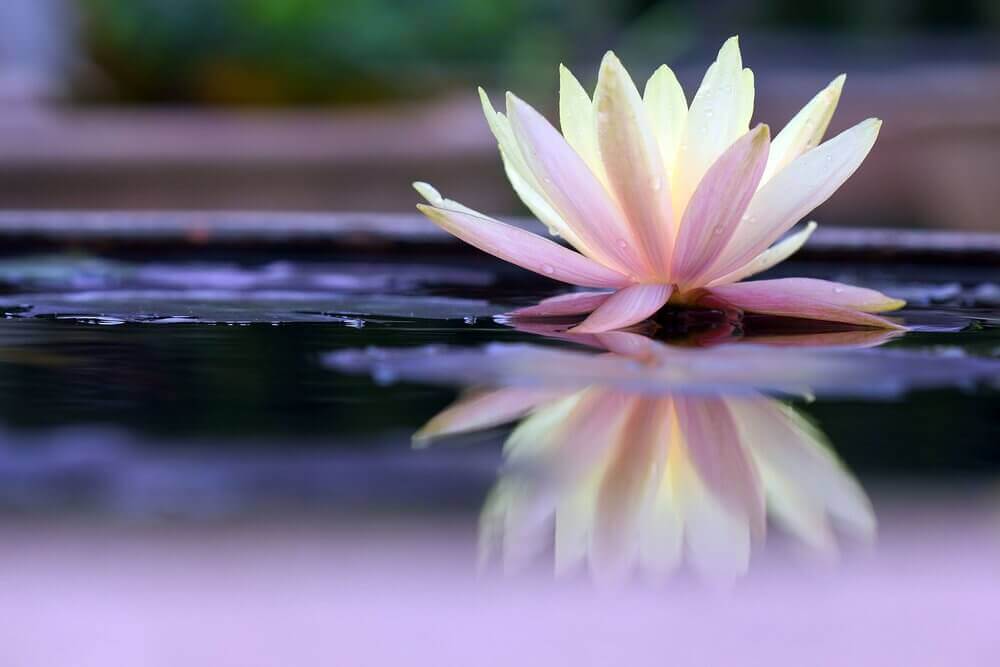 flor de nenufar sobre agua