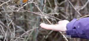 https c8 alamy com compes bbfpa9 un petirrojo en un par de manos cortadas ilustra el dicho de un pajaro en la mano bbfpa9 jpg