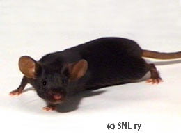 Ratón con pelaje negro