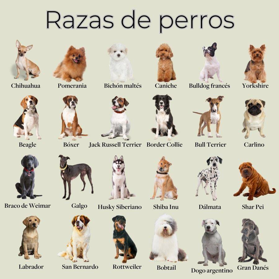 Perros de diferentes razas