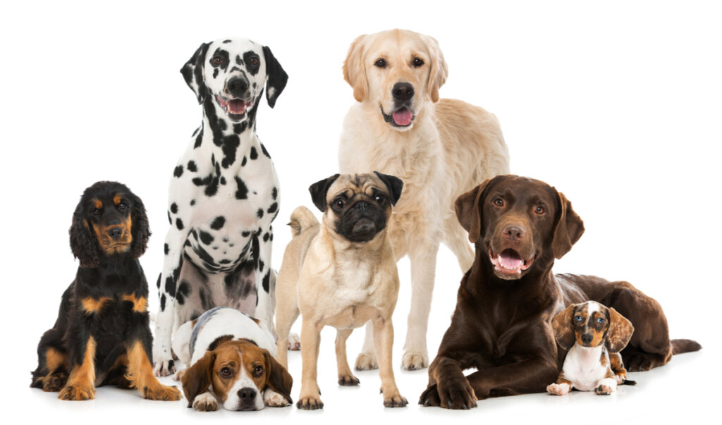 Perros de diferentes razas disponibles