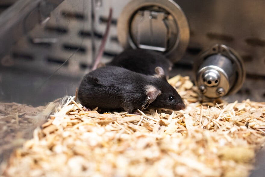 Ratón negro resistente a enfermedades